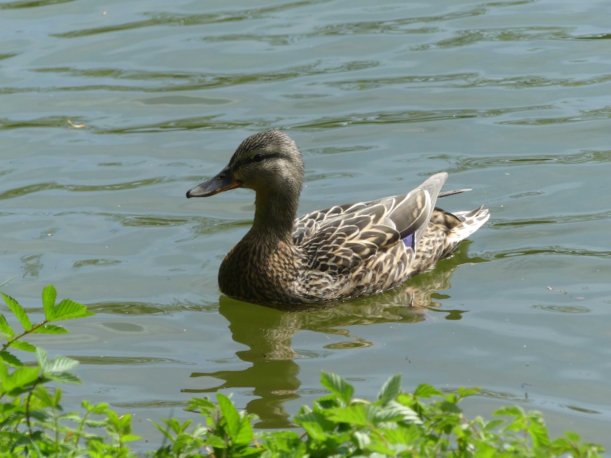 Mallard Duck female